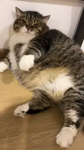 gas tank🤣#pet #foryou #catsoftiktok #kitty #cutecat #funnyvideos #meowing #catlover #petlove #fyp #