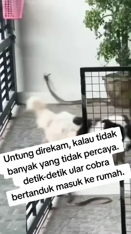 #viral #ular #cobra #fyp 
