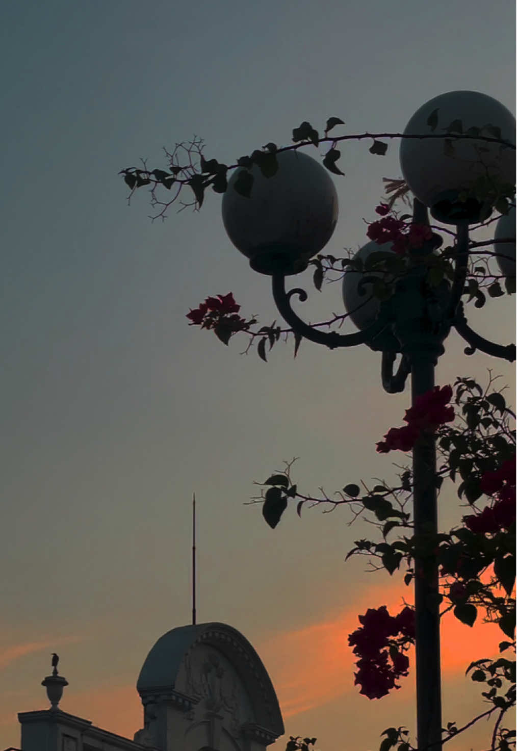 🤍❗️ #haridu #backgroundvideo #evening #haridubacakroundvideo #sky #sunset #railway #flowers 