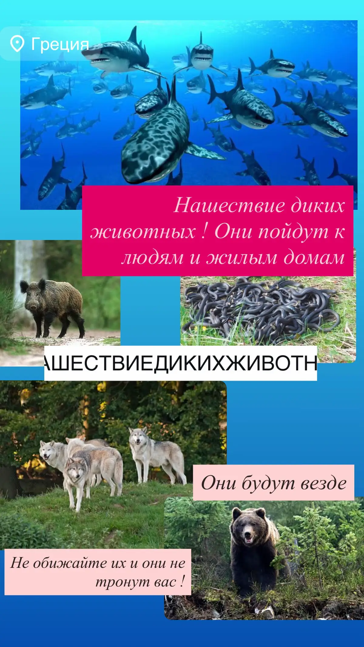 #нашествиеживотных #дикиеживотные #нашествие #уже #рекомендации 