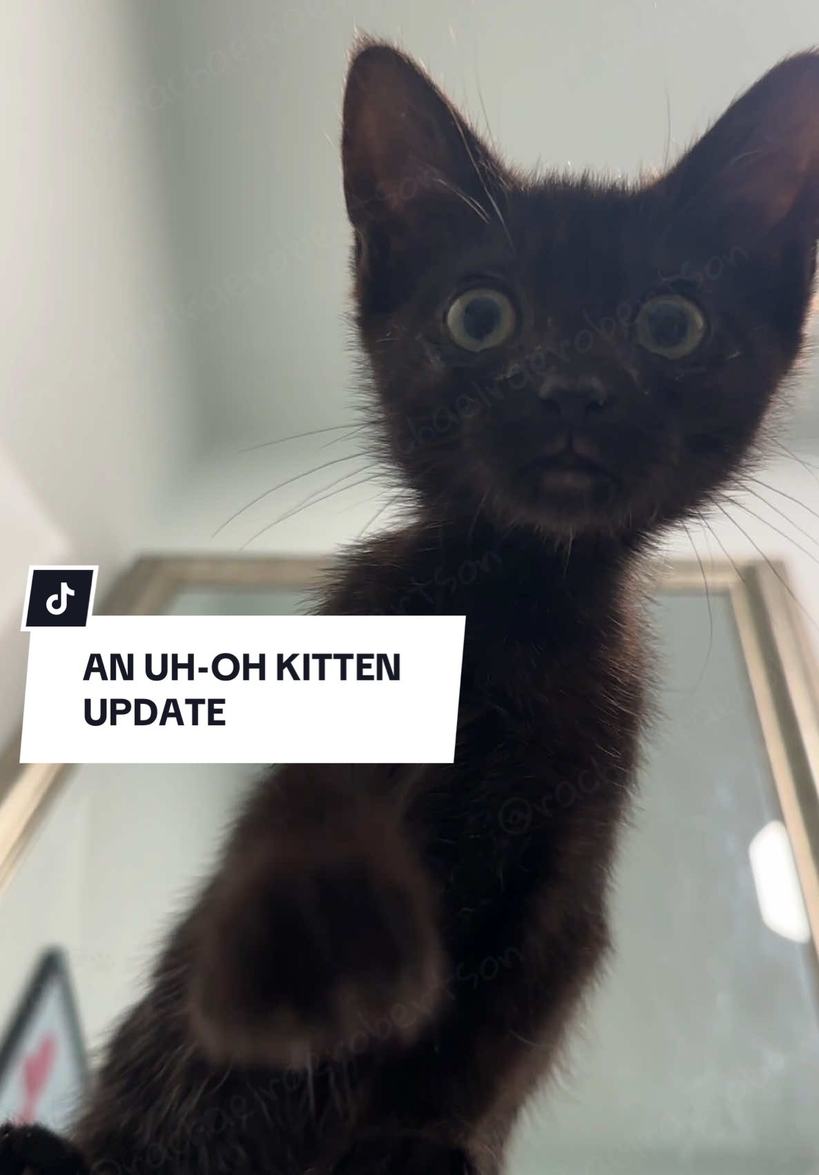 Replying to @LisaEddieSid38 an Uh-Oh Kitten update! 🐾