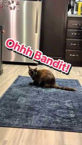 Ohhh Bandit. Bandit come here!  #kitty #meow #bandit #catsoftiktok #girlcat