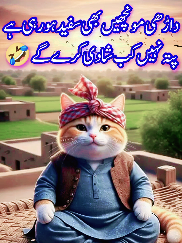 funny cat video 🤣😂  #funnycatvideo #cat #FunnyCat #CatTok #ViralCatVideo #funnycats #CatComedy #ChonkyCat #MeowMoments #PetTok #tiktok #fyp #viral #trending #explore #foryou @tiktok creators #LIVEIncentiveProgram #LIVECanBeEasy #PaidPartnership 