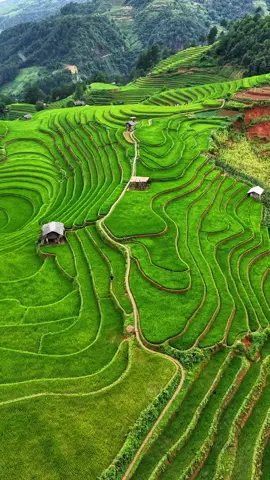 Em vẫn nhận combo quay chụp ở MCC ạ#taybac #viral #xuhuong #mucangchai #ruongbacthang #mualuachin #localguide #ruongbacthang 