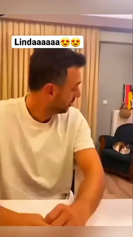 cat wants to be loved 😘❤️ #Funny #cat #dog #fyp #catsoftiktok #funnycat #funnydog #foryou #tiktok