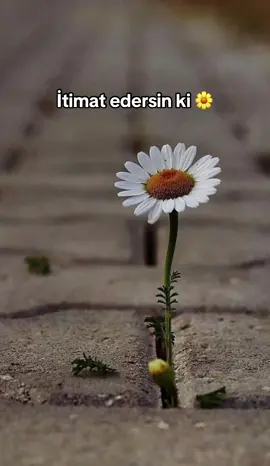 Sen bozabilirsin 🌼🌼🌼