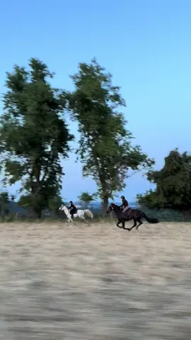 #horse #fpyシ #ranczokandysparadise #pferdesport 