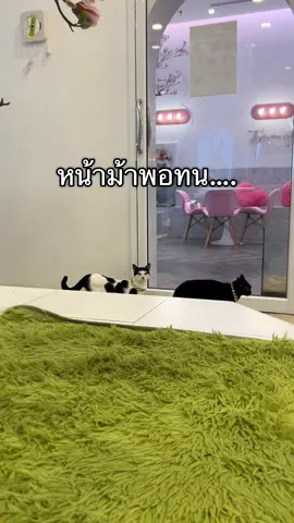 น้องๆน่ารัก ชอบตัวนี้สุดๆ มีเอกลักษณ์ลืมถามว่าพันธุ์อะไร #ทาสแมว #แมวน่ารัก #แมวเหมียว #แมวตลก #cat 