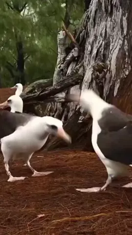 #birds #dance #mustwatch #viral #animals #funny 