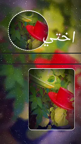 #CapCut ‏@شام الفلا مَاذا قيّل فَي حُب الأخت ♡. وإنها وَريدي إن تأذى قلبي وكأنها خُلقت لتكون ملاكًا لقلبي .♥