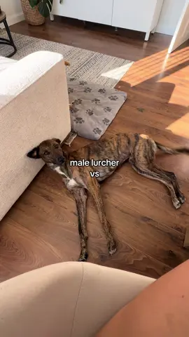 love them both dearly! #lurcher 