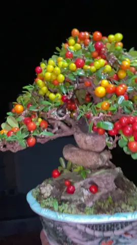 Đăng luôn cho đủ bộ mai mốt có kỷ niệm 🥰#bonsaitree #bonsai 