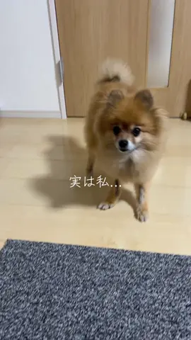 足怪我したよ🥹 #ポメラニアン #ポメラニアン大好き #わんこのいる生活 #捻挫