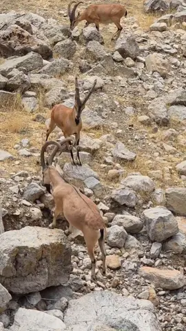ڕۆژ باش