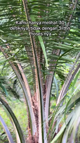 #bossawit #bosmuda #sawit #sawitontiktok #sawitriau #sawitkalimantan #sawitbalap #sawitkuofficial #fypage #fyppppppppppppppppppppppp #fypシ゚ #fypp #fypdong #foryou #xybca 