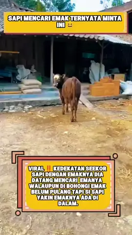 cari mak cuma buat ini#videolucu #fyp #flks🔥 #flkssupport 