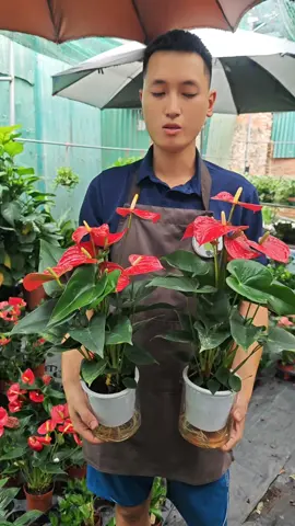 Cây hồng môn, hay còn gọi là hồng môn, mang nhiều ý nghĩa tốt đẹp trong phong thủy, tượng trưng cho sự may mắn, tài lộc, và hạnh phúc. Tên gọi 