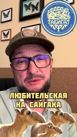 Любительская на сайгака . ЧЕГО ЖДАТЬ ?! #сайгак #сайгаки #рациональноеиспользование 