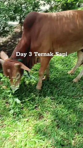 POV ketikan sapi sudah jatuh cinta. . . . #TOR #ternaksapi #sapi #lucu #fyp 