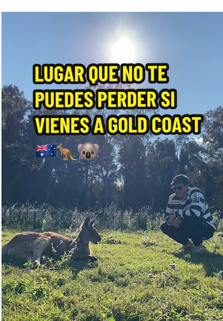 📍Coombabah, Gold Coast 🇦🇺🐨 #australia #goldcoast #canguros #koala #parati #fyp #viaje 
