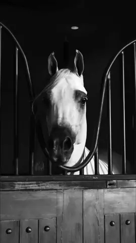 #horse #arbianhorse 