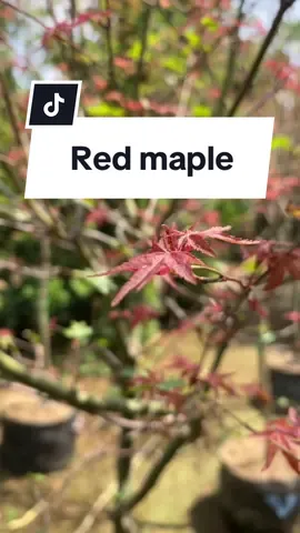 Red maple (Acer rubrum) adalah salah satu pohon yang paling banyak dan tersebar luas di Amerika Utara bagian timur. Nama 