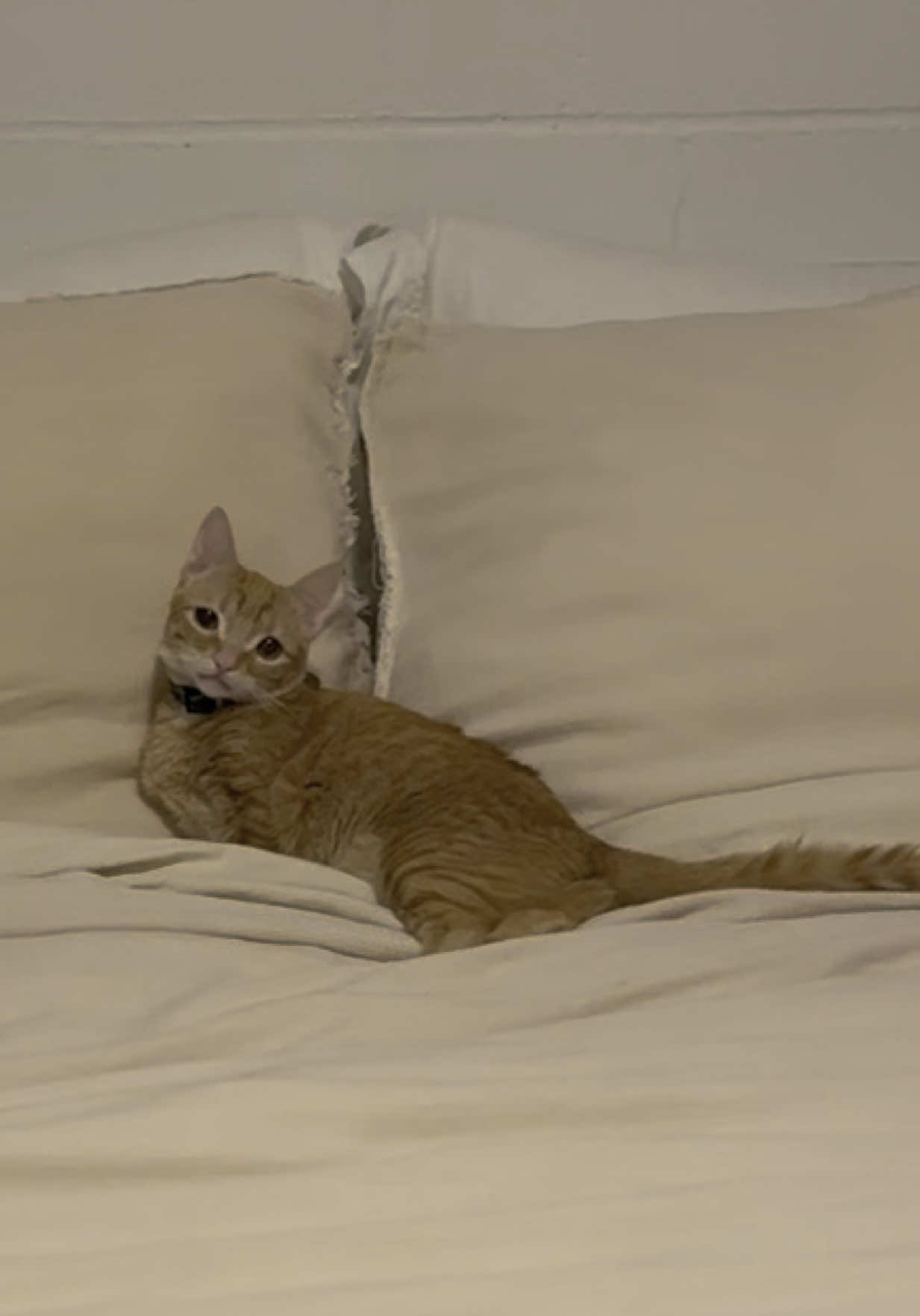a king bed only for short king nacho👑 #catsoftiktok #nachothecat #cat 