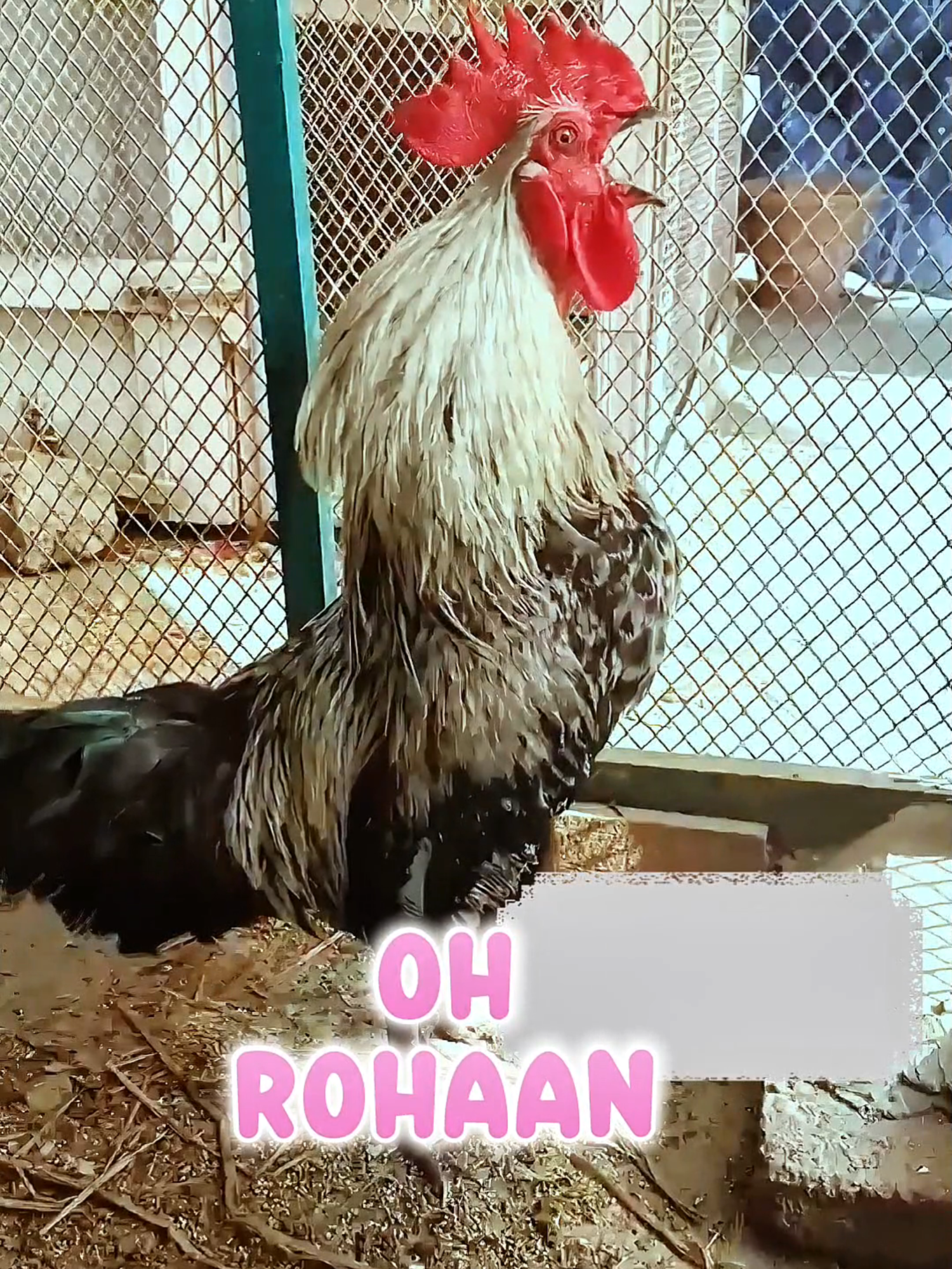 Rooster calling Rohaan Name 😜  #rooster #funvideo #foryou #fyp #cheken #unitedkingdom #funnynames