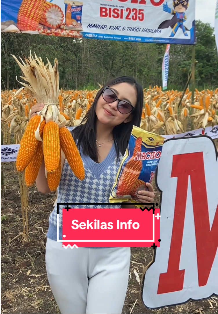 Monggo bapak bapak, dipilih dipilih…. Jagung atau mbak nya 😂 #CapCut #petaniindonesia🇮🇩🇮🇩🇮🇩🌿🌿 #petanimuda #petanimilenial #fyp #jagung #hibrida #corn #petanijagung #farm 