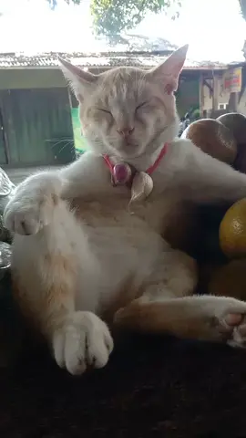 🐱sbnrnya saya pura
