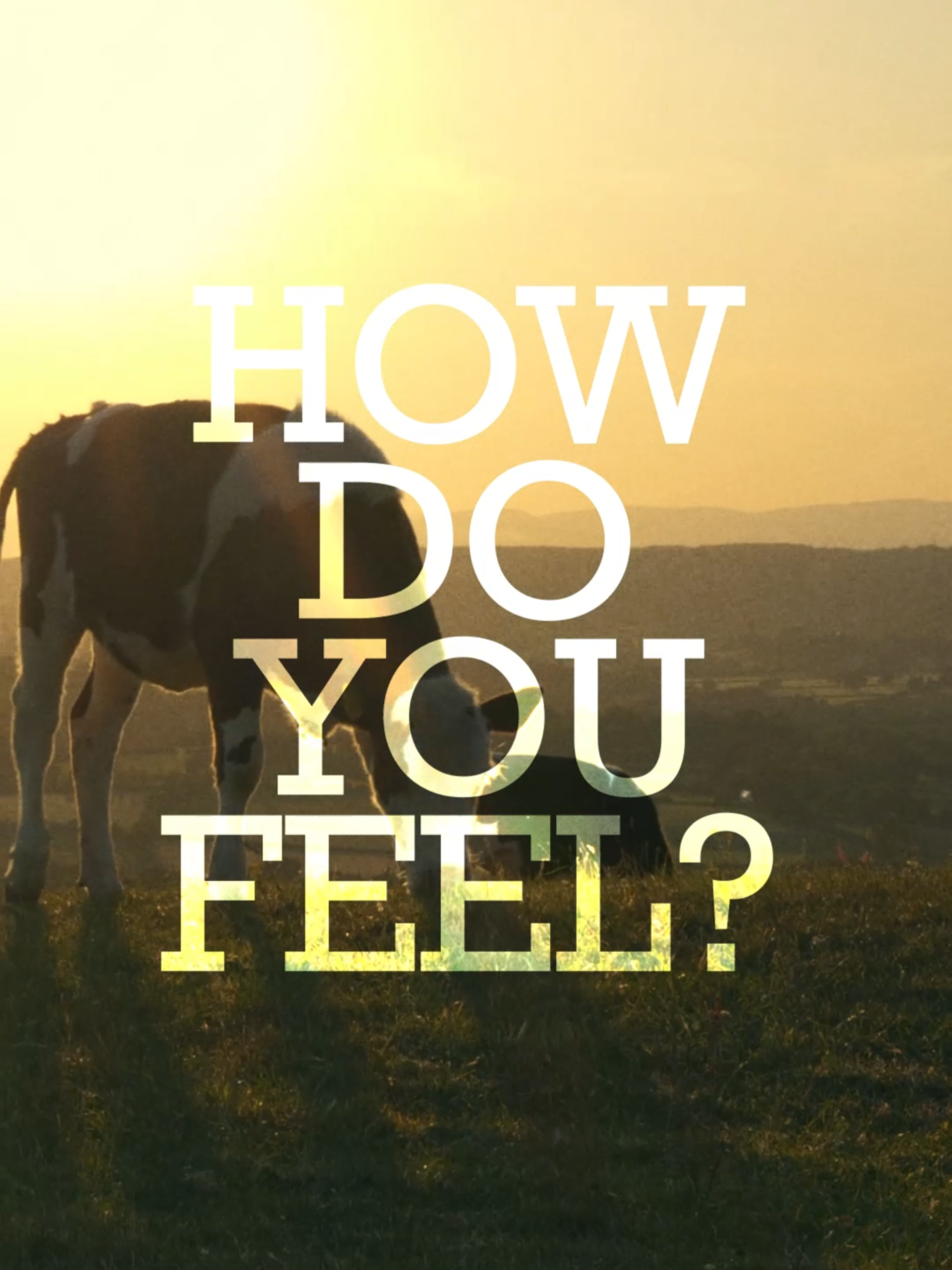 Summer '68 > Summer '25 🐄 #PinkFloyd #SongOfTheSummer