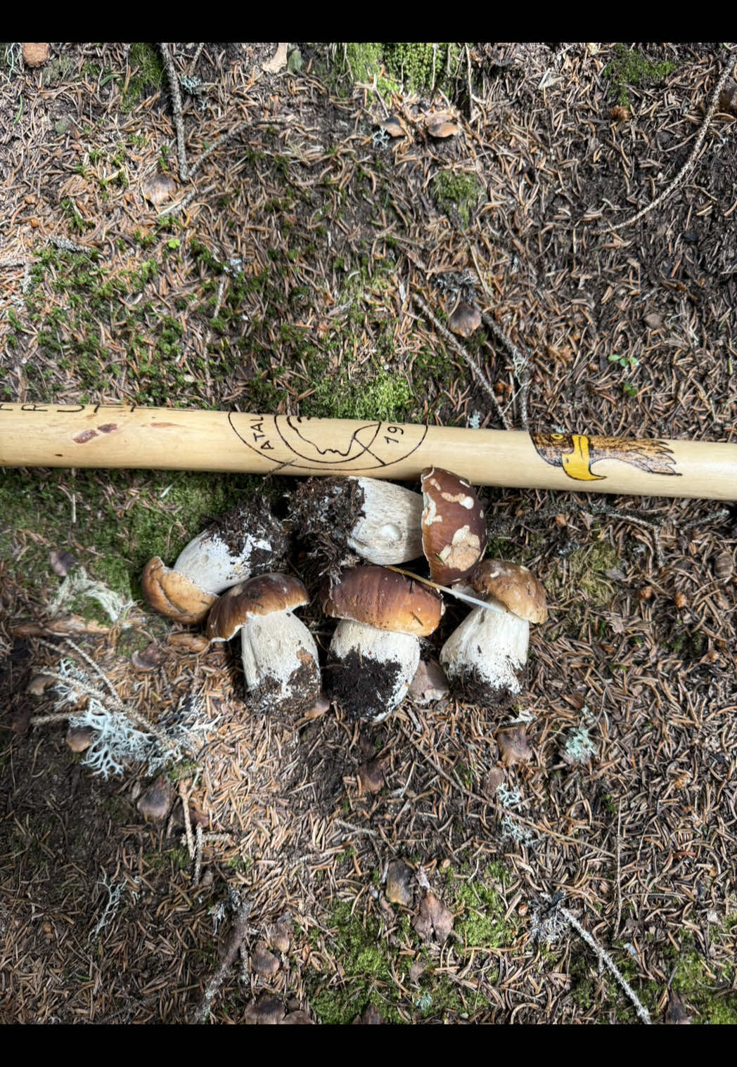 Le fungaie a fine buttata 🤣🤣🤣❤️ #boletus #boletusedulis #montagna #mountain #funghi #funghiporcini #adventure #edulis #edulis #Summer #fungo #fungos #ridere #bosco #risate #