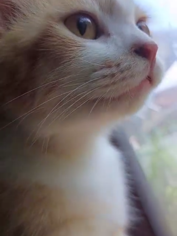 kamu kucing apa guguk dora😭😭#kucinglucu#tiktoklive #catsoftiktok #oyen #kucinggemoy 