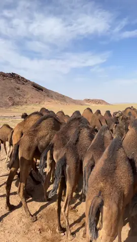 #اكسبلور #السواحل #البل #عطايا_الله🐪 #الحمر #الشعب_الصيني_ماله_حل😂😂 #الاكسبلور🔥 