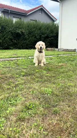 🐾 Bienvenue dans la vie d’Appy ! 🐶✨ Moi c’est Claudia, j’ai 23 ans, amoureuse des animaux et fraîchement installée dans notre maison avec mon chéri @loic_135i  Et depuis dimanche dernier, une nouvelle aventure a commencé avec l’arrivée d’Appy, notre premier chiot 💛  Un petit Golden Retriever de 2 mois et demi qui a déjà conquis notre cœur (et notre canapé 😅). Notre jardin avait besoin de vie, alors c’était une évidence de l’accueillir dans notre cocon déjà bien rempli d’amour 🏡 Il rejoint notre joyeuse tribu : 🐱 Melo, notre chat de 3 ans 🐱 Zezette, notre Maine Coon de 1 an 🐴 Et mes deux chevaux, Olympe et Patrick, qui vivent au pré dans un village voisin 🌾 Ce compte, c’est pour partager les aventures d’Appy, ses bêtises, ses progrès, ses découvertes… et un peu de notre vie de tous les jours, entourés d’animaux et de bonheur simple 🧡 Bienvenue à ceux qui passeront par ici, et à très vite pour suivre ses p’tites pattes dans la grande vie ! 🐾 #golden #goldenretriever #puppylove #puppydog #poney #pony #cheval #horse #equestrian #Love #family #animal #animallover 