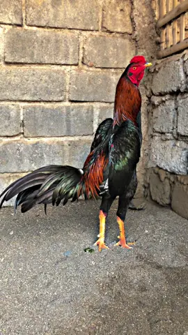 saran nama buat ayam ini,yang cocok masku🥰#koytrad #pakhoydrumband🥁🥁🥁 #lockbrakot #peternakpakhoy #ayamjagoindonesia #blitarjawatimur 