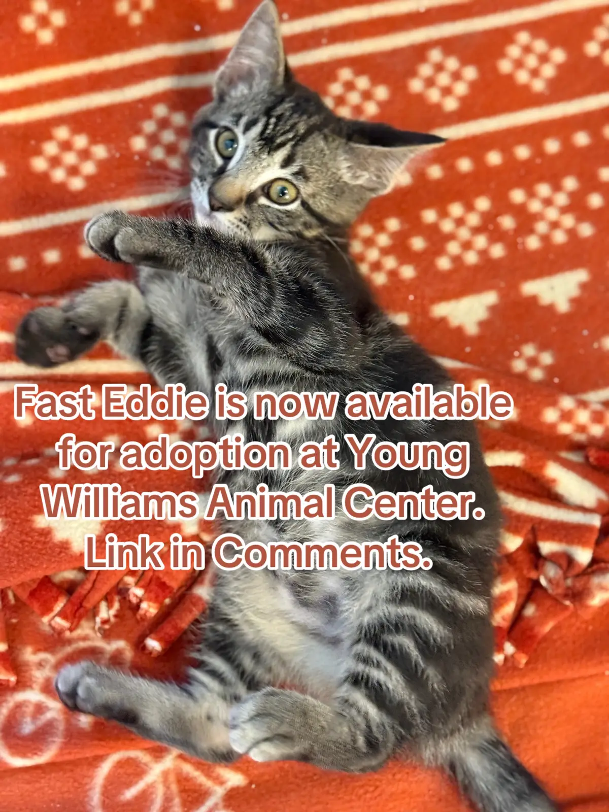 Fast Eddie (the kitten I kitty-sat a couple weeks ago) is now available for adoption here in Knoxville! He’s the sweetest and most polite kitten ever!!! #ywacfosters #youngwilliamsanimalcenter #rescuecat #fosteringsaveslives @Young-Williams Animal Center 