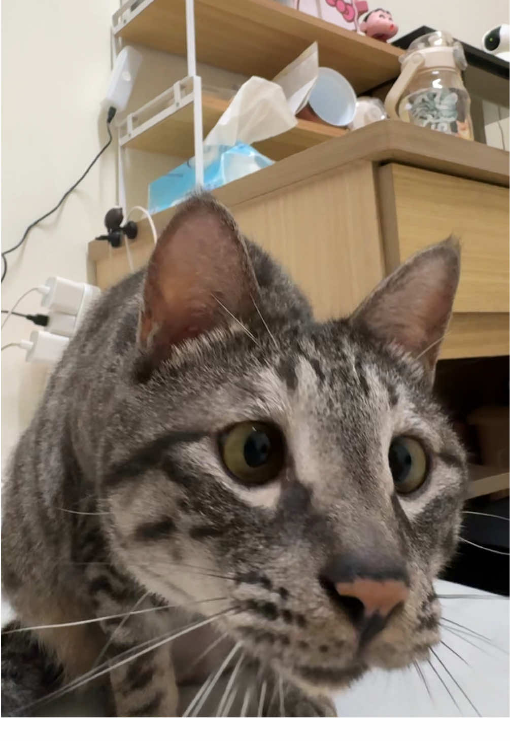 🐭#cat #fyp #funny 