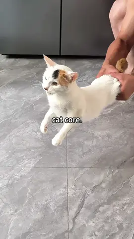 Cat core 🤣#cat #funnycat #catsoftiktok #funnyvideo #funnytiktok #fyp #foryou #tiktok #cutecat 
