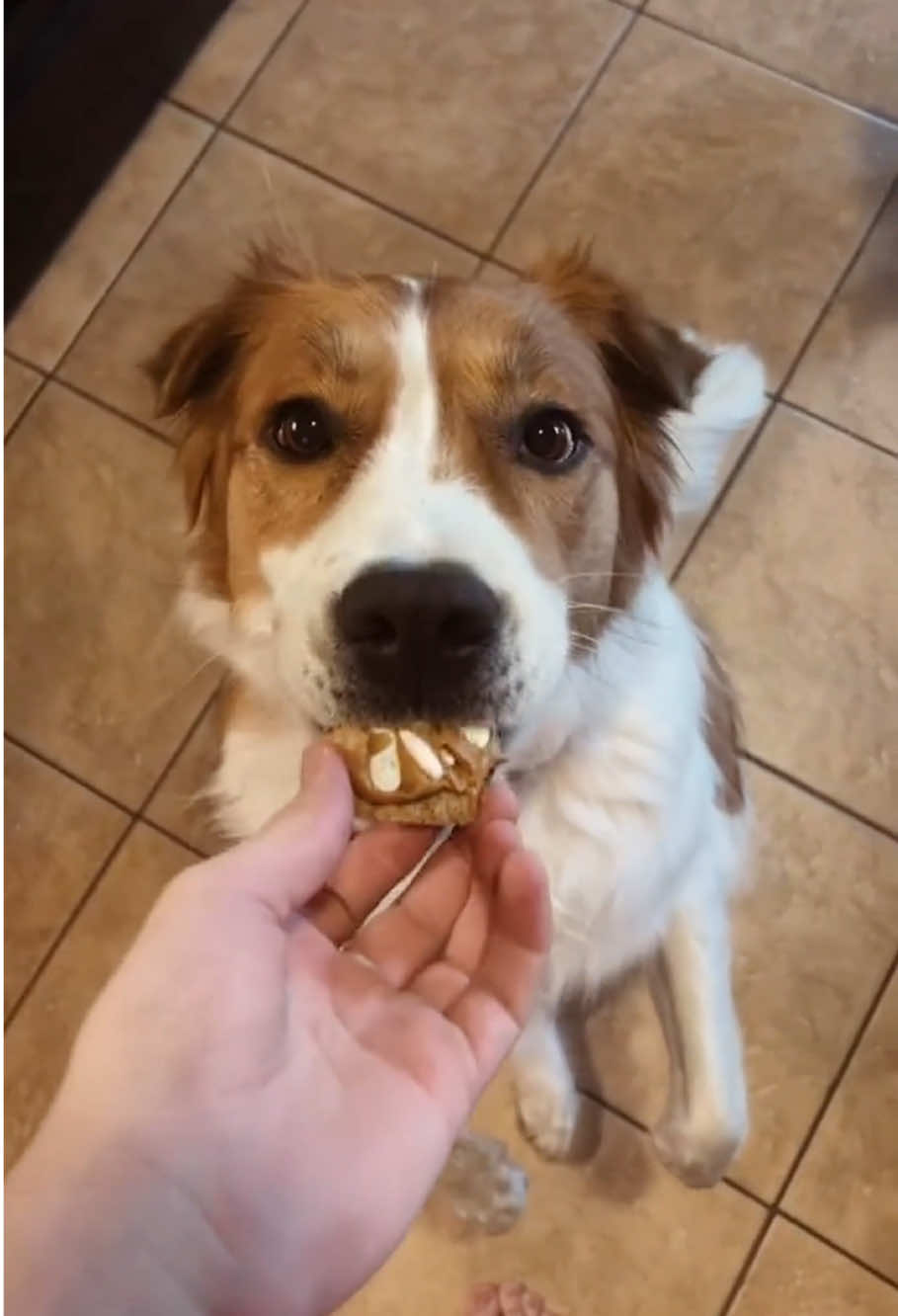 Give the dog medicine #funnydog #dog #dogsoftiktok #lovedogs #foryou 