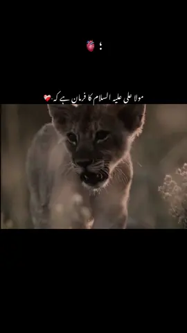 Mola Ali A.S🌸 #urduadablines #urduadab#trendyyy #vurtualreality #viralvideo @TikTok 
