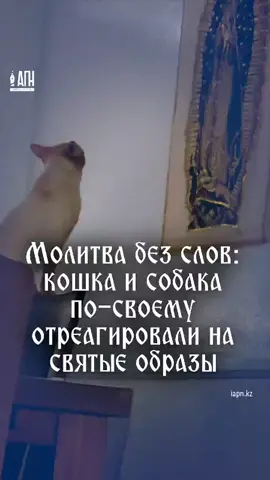 На этих двух видео — животные, оказавшиеся в храме, и их реакции, которые выглядят удивительно осмысленно. На одном — кошка, сидящая перед иконой. Она смотрит на образ и мяукает, будто пытается вступить в диалог: то ли просит, то ли жалуется, то ли молится. Камера зафиксировала её взгляд — сосредоточенный, почти человеческий. На другом — собака, зашедшая в церковь. Она идёт прямо к статуе Девы Марии, замирает и, виляя хвостом, долго смотрит на неё, словно что-то узнаёт. Действует спокойно, как будто чувствует, что находится в особом месте. Они не говорят, не читают, не исповедуют. Но что-то в их поведении на этих кадрах заставляет задуматься — возможно, чувствовать место и присутствие способен не только человек. 📖 «Да благословит Господа всякое дыхание!» — Псалом 150:6 Видео angelbaroci и iaskedhimcom