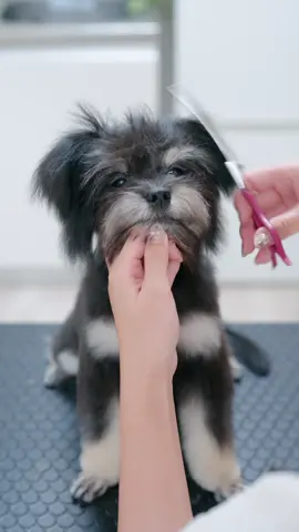 #doggrooming #asmr #puppy #adorable #satisfying 