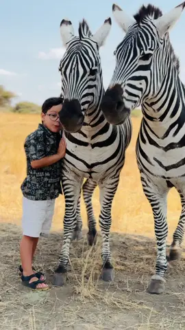 Who says zebras are just black and white? They're also soft and cuddly 🦓💕 #ZebraPets #servalwildlife  #WildlifeAdventures #wildlifeencounters  . . #babytiktok #adventure #zanzibar #southafrica #viral #fry #usa_tiktok #usa_tiktok #paris #tiktok #italy #philippines tiktok #tiktokviral #zanzibarisland #saudiarabia #uae #adventure #giraffe #nature #zanzibardestination #honeymoon #france #england #serengeti #tanzaniatiktok