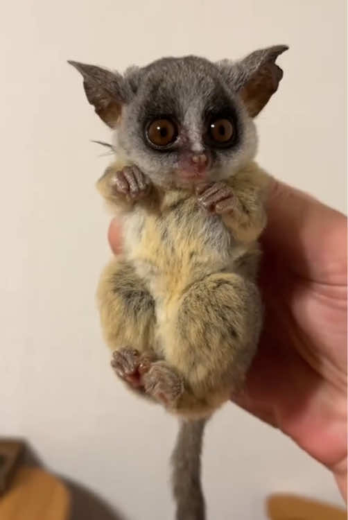 Cute galago.#happy #cute #animals #foryou 