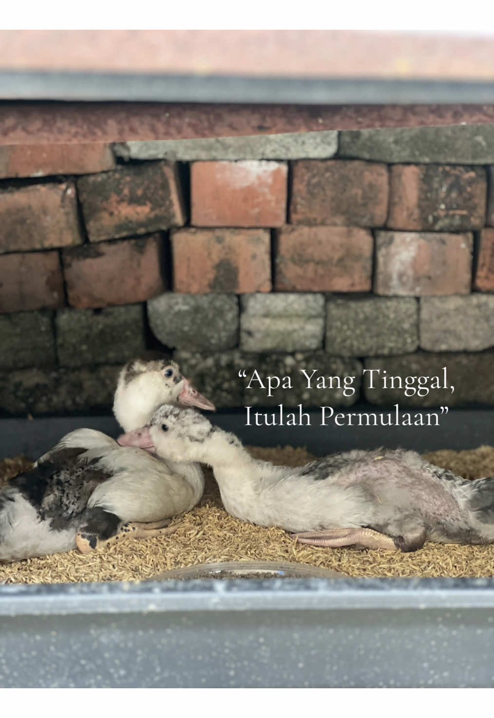 “Apa Yang Tinggal, Itulah Permulaan”! Kadang kita terlalu fokus pada apa yang hilang, sampai kita lupa — yang tinggal pun cukup untuk mula. Awan dan Ombak. Pagi yang sunyi. Langit yang masih bergerak. Tak perlu tunggu semuanya sempurna untuk rasa tenang. Yang tinggal… dah cukup. Dan mungkin, itulah sebenar-benarnya kekuatan. #H#HidupPerlahanM#MulaSemulaK#KebunHatiA#AwanDanOmbakRealTalkTasha #natashahudson #kedah #langkawi #LangkawiLife #lamgkawiisland #islandliving #KampungLife #rumahku #kampungku #islandgirl #pulaulangkawi #awanombak #awandanombak #jatidanbidara #jatibidara #ducksoftiktok🦆 #ducks #bebek #anakbebek #maderduck #mamaduck