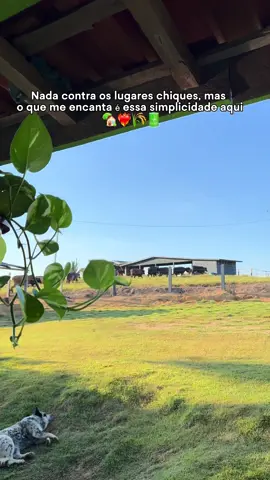 Não tem coisa melhor 🥹🤌🏻🩷🍃 . . . . . . . . . . . . . . #fyp #roça #vidanaroça #simplicidade #vidanocampo #bomdia 