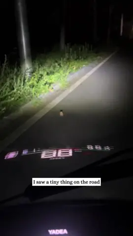 I saw a little hamster on the road and then…#rescue #animals #fyp #hamster 