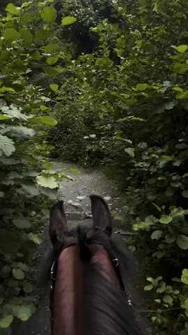 riding through the forest, on my way to Lothlórien. 🐎🐴 #fyp #forest #riding #horse 