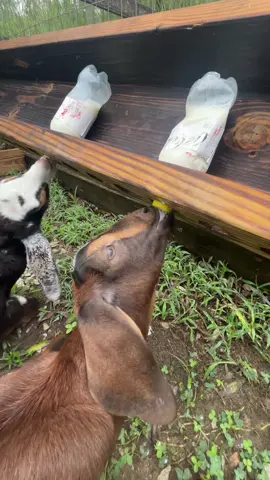 Let’s all just agree to ignore the bed head #fyp #babygoats #bottlefeeding